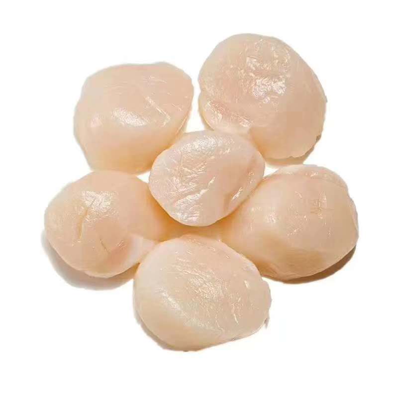 Frozen Raw Sea Scallops ,3 Packs ( 454g Each )